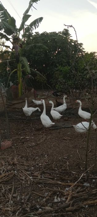 Vendo patos gansos da Guiné