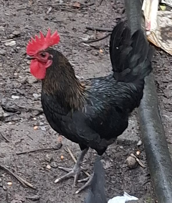 Garnizes para consumo ou reprodução jovens