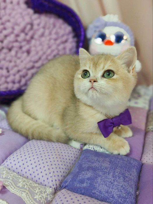 Чудове британське кошеня, Тімберлейк