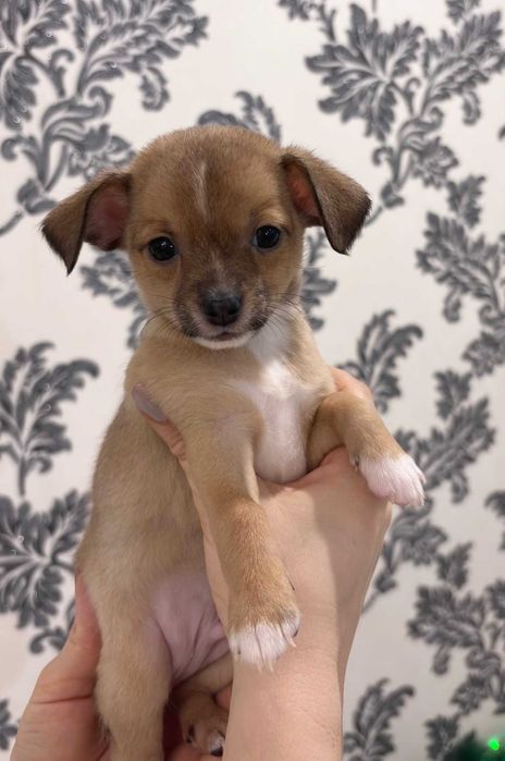 Продам хлопчика в добрі та хороші руки