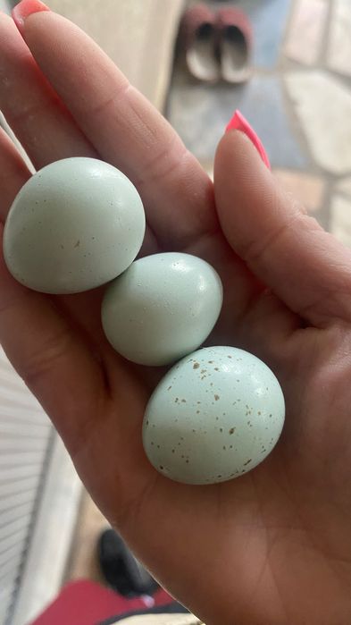 Ovos de codorniz