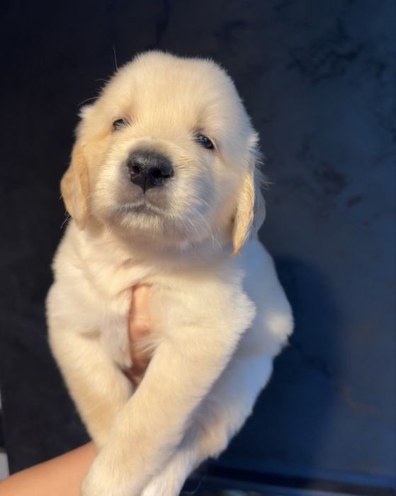 Golden Retriever szczeniak # Genetyka/Dysplazja