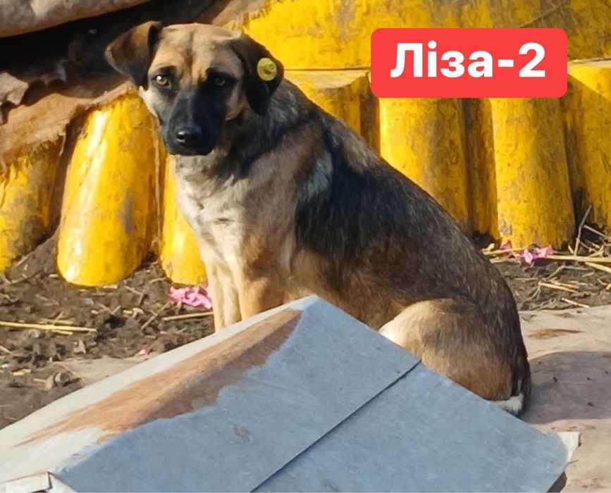 Стерилізовані собаки-дівчата шукають дім