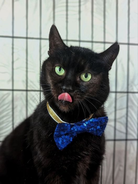 Передержка гостиница животных 24 / 7 г. Киев перетримка от 75 грн