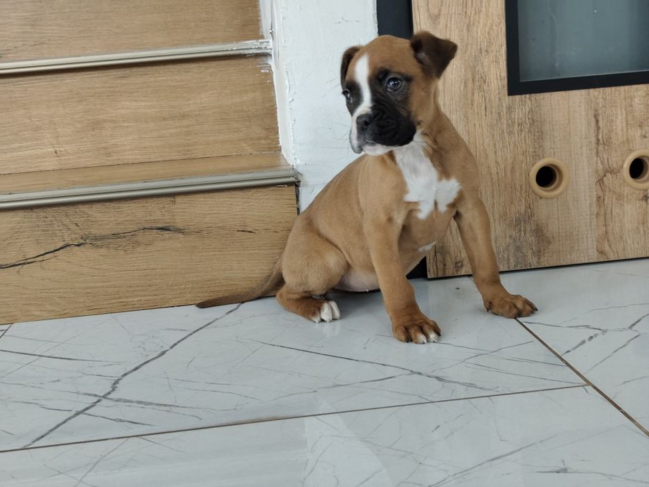 Bokser z Rodowodem gotowe do odbioru