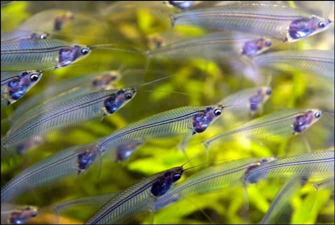 GB Sum, sumik Szklisty