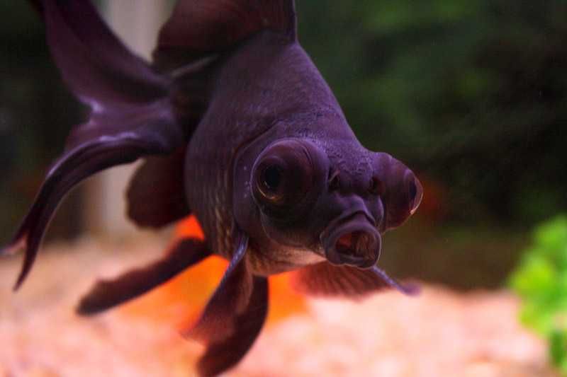 MISIEKZOO Karpiowate - Welonki / czerwone / czarne / Calico