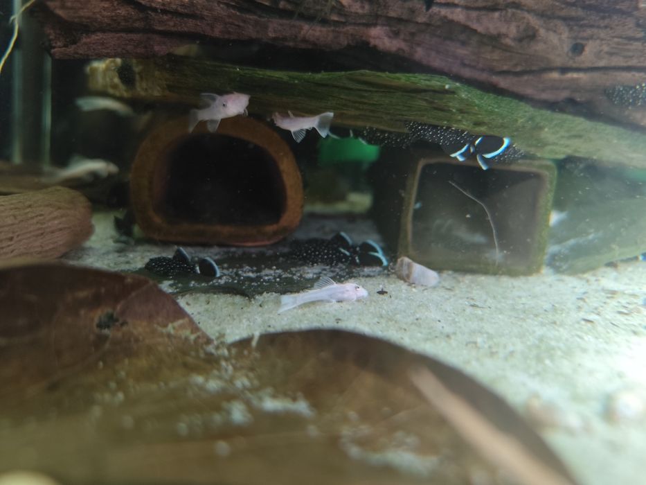 Ancistrus l183  F1 ( pleco Starlight) - 2cm