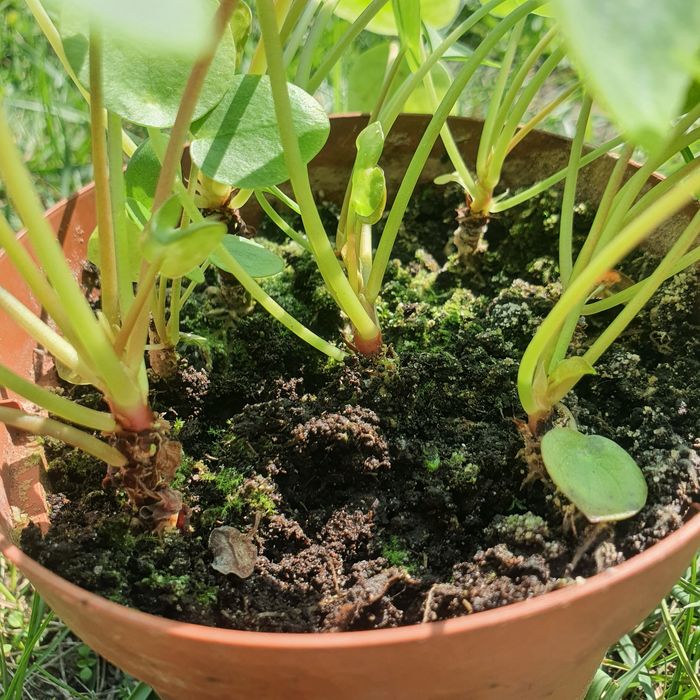 Pieniążek - Pilea peperomioides małe rośliny sadzonki