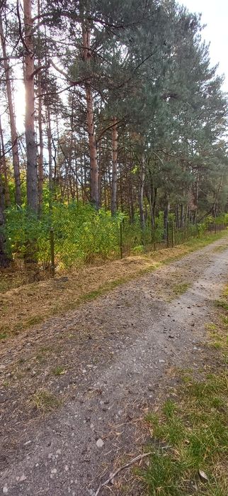 Будинок капітальний дача  біля лісу  С. Благодатне