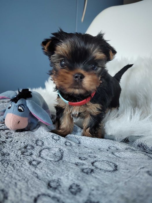 Yorkshire Terrier piękny piesek ZKwP FCI