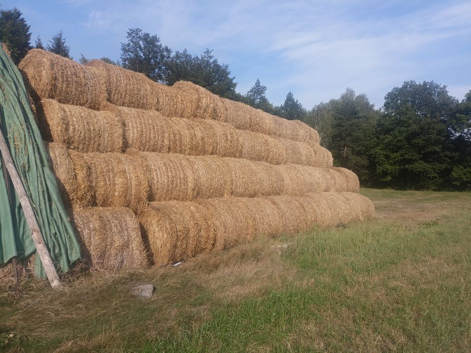 Sprzedam słomę pszenną