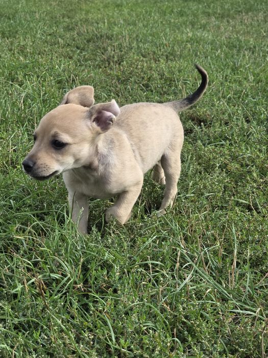 Trixi, szczeniak do adopcji