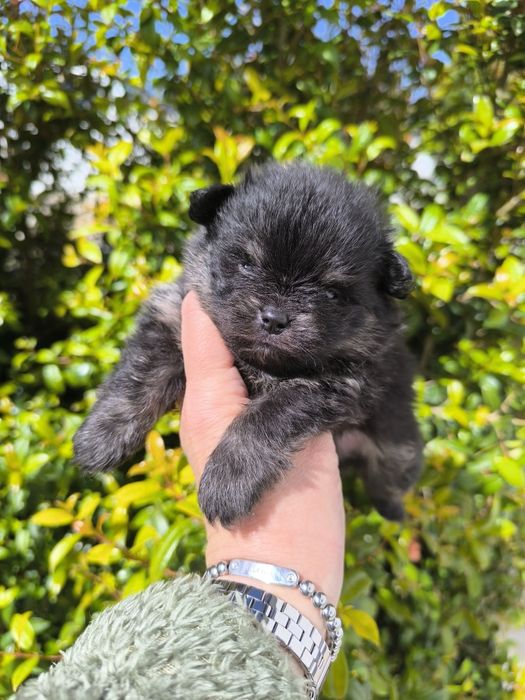 Spitz Anão Lulu da Pomerânia Mini. Menino