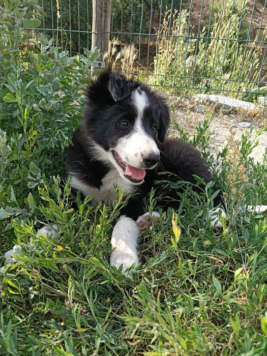 Border collie cachorro