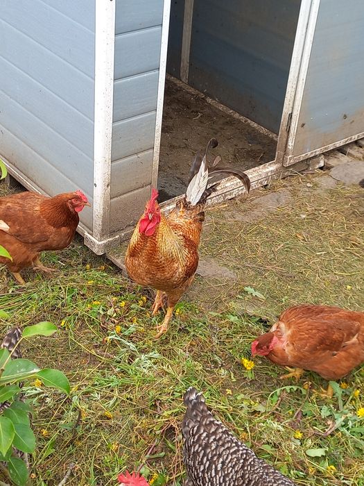 Ovos galados caseiros 5€ dúzia