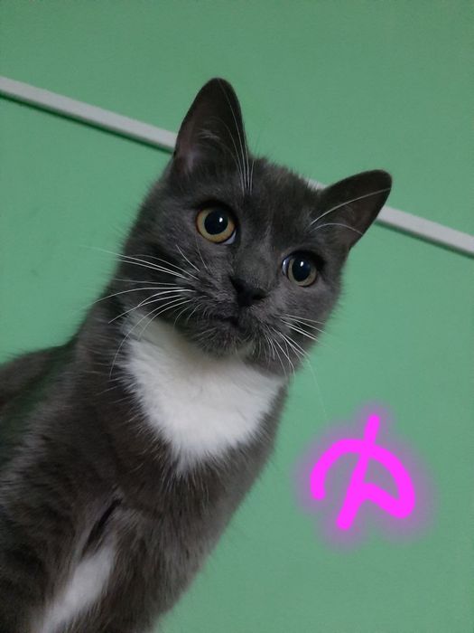 Отдаем котят в хорошие руки!