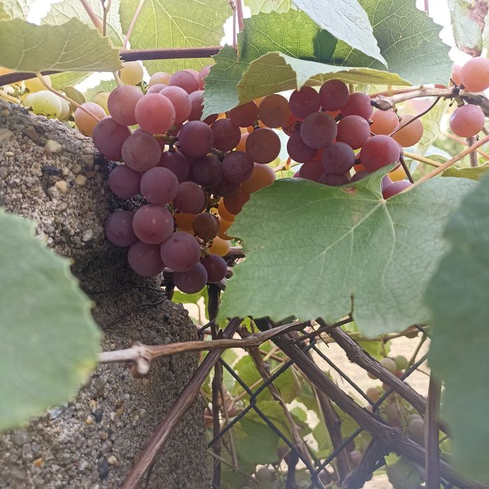 Winogrona ekologiczne na soki i wino