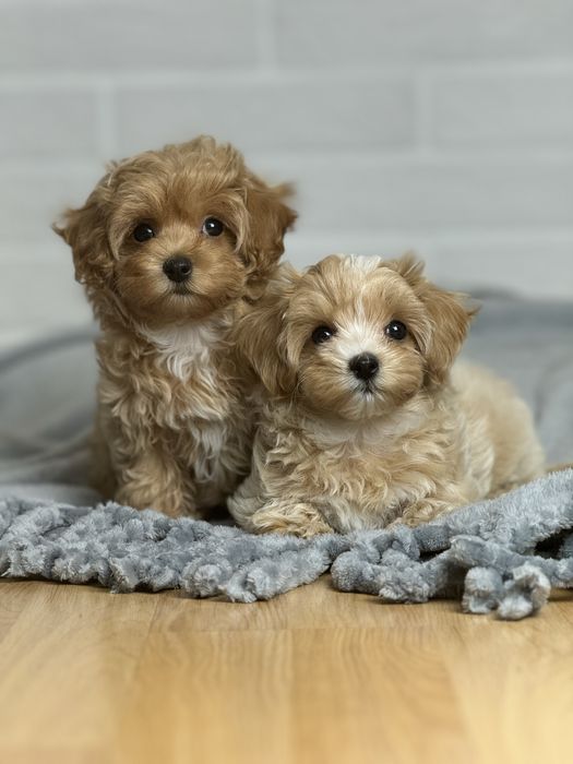 Качественные щеночки Мальтипу !!!