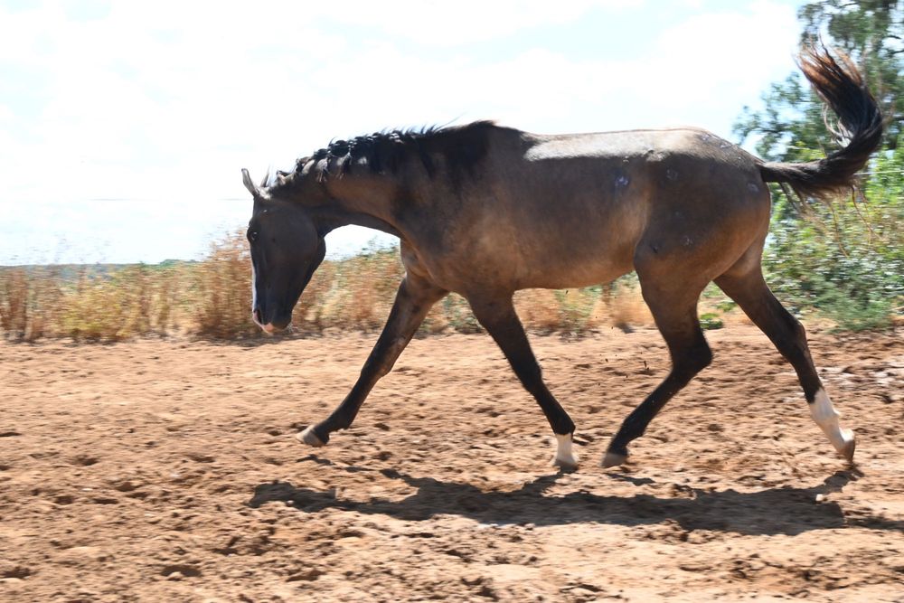 Poldro lusitano con 3 anos