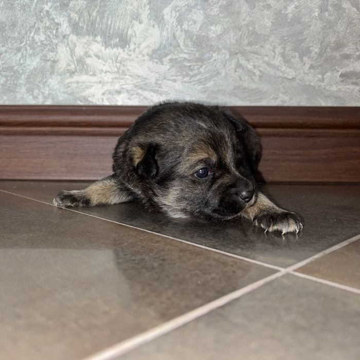 Віддам цуценят у добрі руки