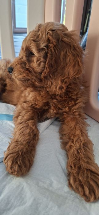 Kudłaty Cockapoo red