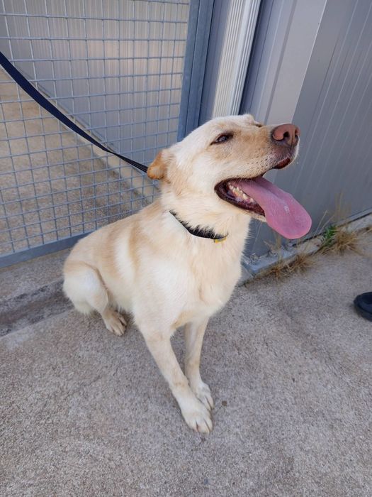 Cadelinha para adopção responsável