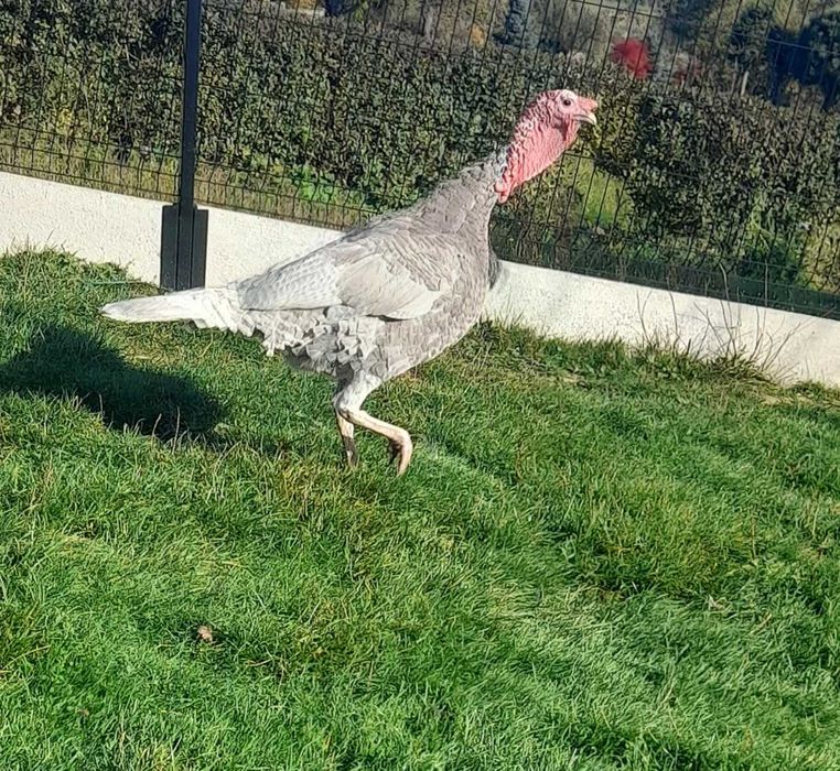 Jaja indyków - indyki - WYSYŁKA *