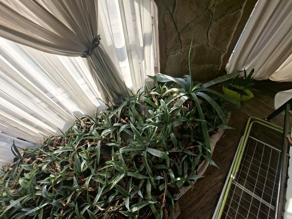 Агави різни розмірів