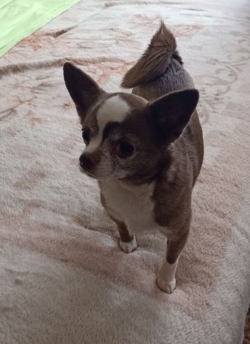 Чихуахуа Рудольф ищет новую семью