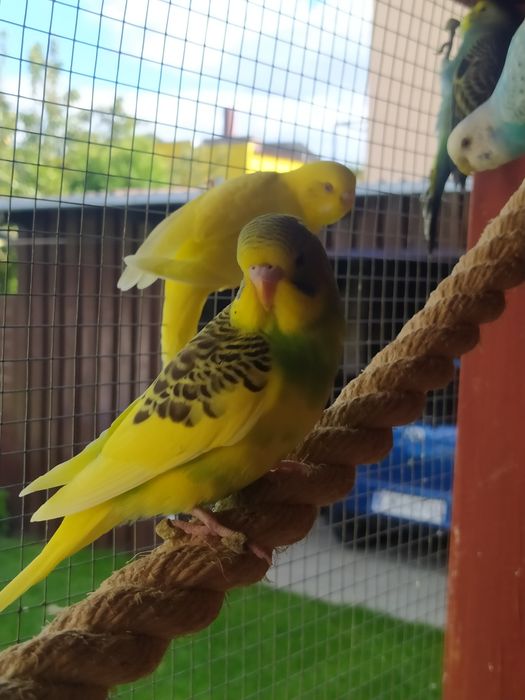 Sprzedam  młode papugi faliste