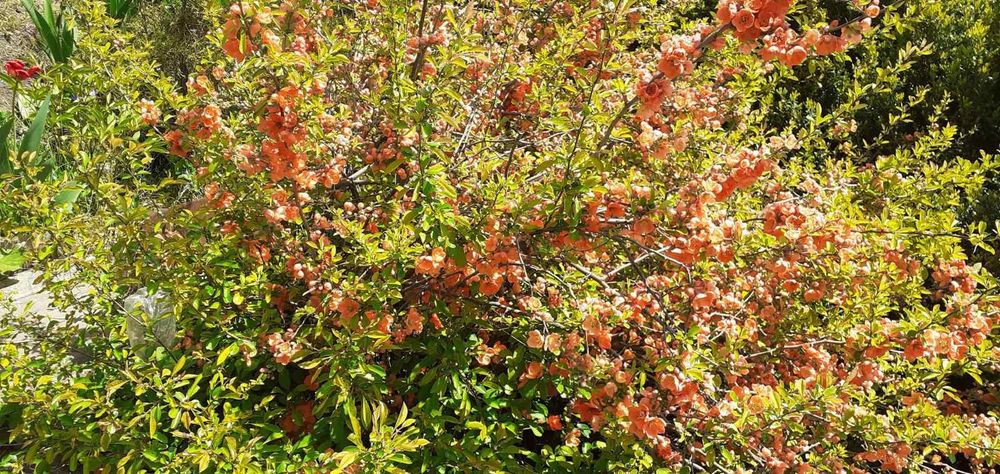 Продам саженцы самшита, древовидный пион, форзиция  шалфей