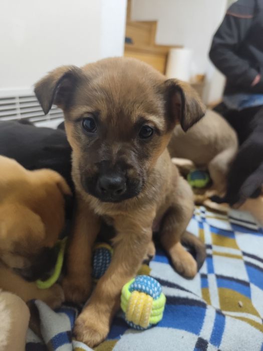 Oddam pieski/ Skierniewice