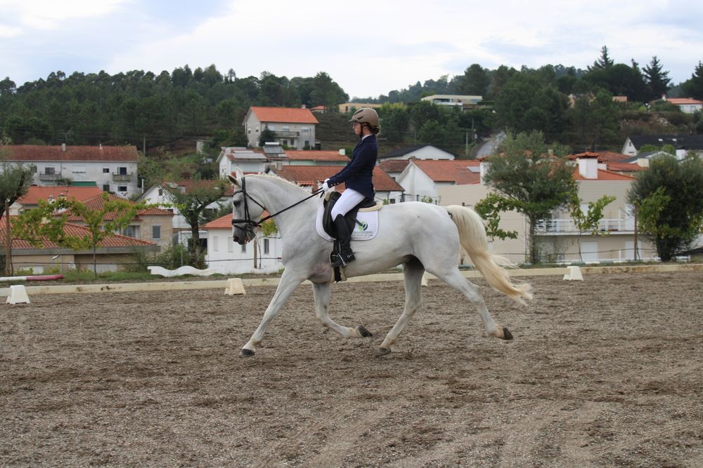 Cavalo TGE Sela Francês