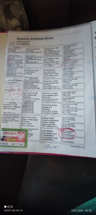 Młode gołębie  z różnych lini