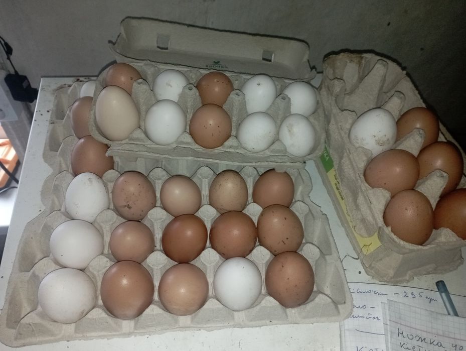Продам домашні яїця