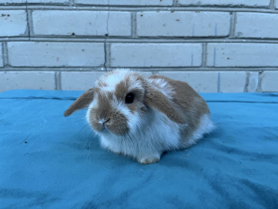 Karzełek Baranek/Mini Lop - Rodowód/Metryka Królik Króliki