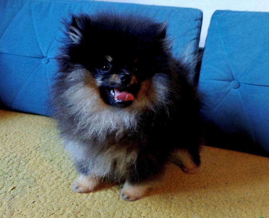Szpic miniaturowy/Pomeranian BezoweLove FCI ZKwP
