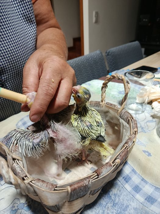 Caturras bebés a serem criadas