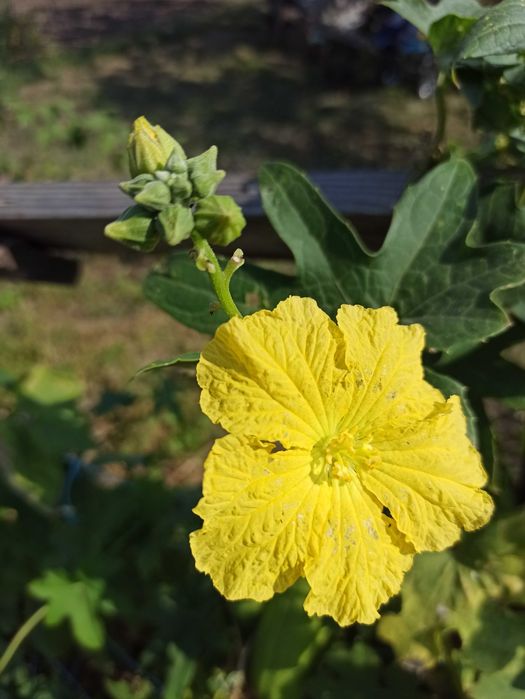 Насіння люффи циліндричної