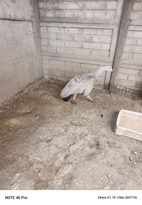 Gęś ozdobna kapodziób