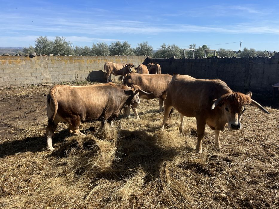Vacas.  mirandesas