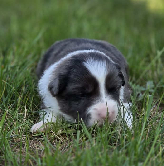 Border collie suczka seal merle