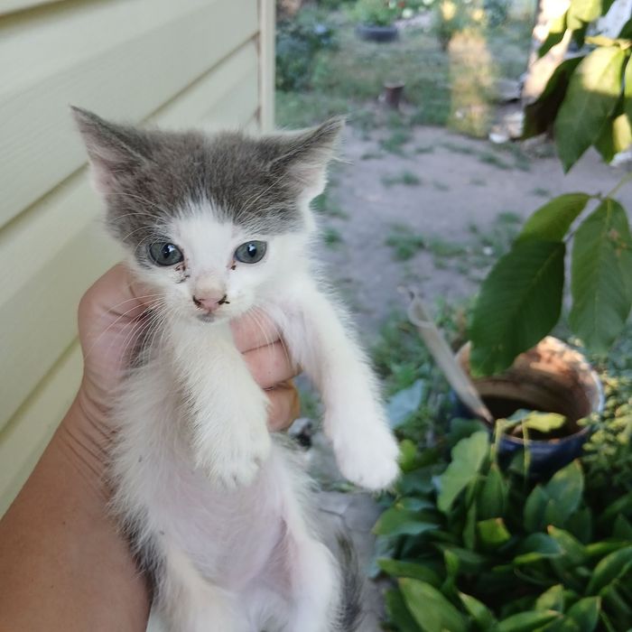 Віддам   кошенят
