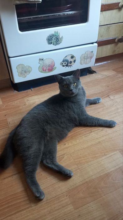 Отдам в хорошие руки