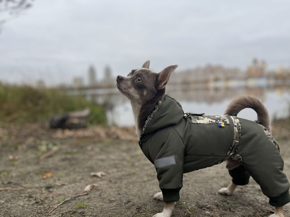Хлопчик чихуахуа шукає дівчинку для вʼязки