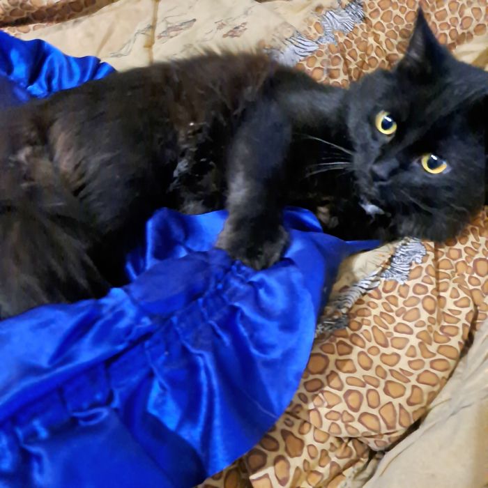 Шикарного черного кота отдам в хорошие руки!!!