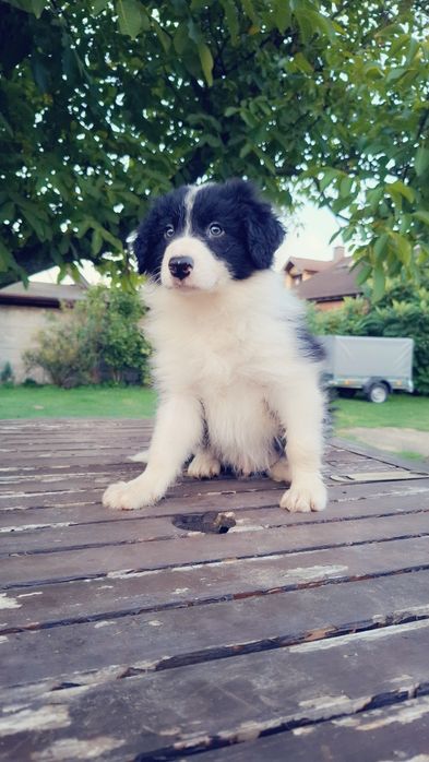 Border Collie ur 5.07.2026