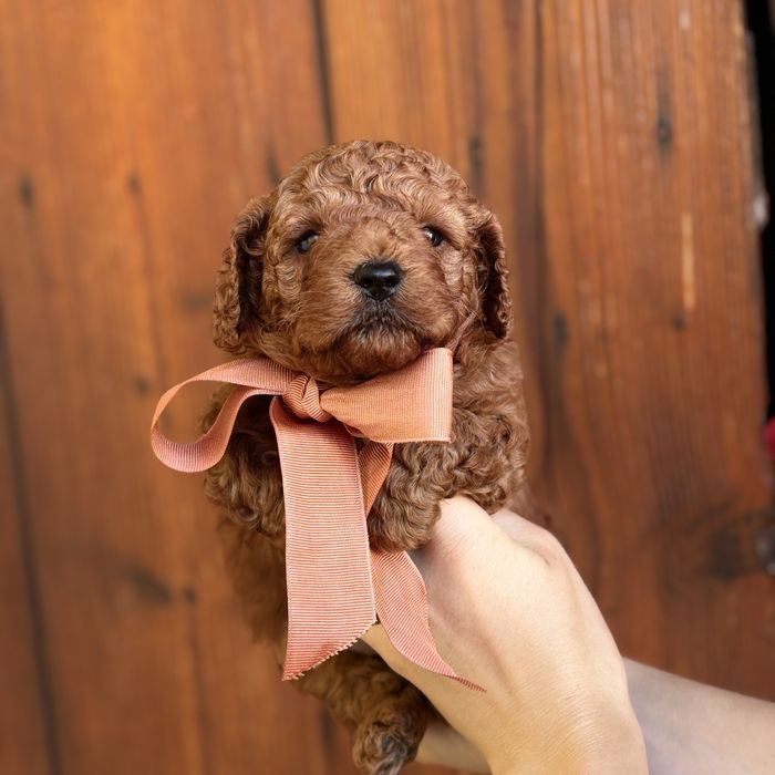 шикарний хлопчик у забарвленні RED BRAUN