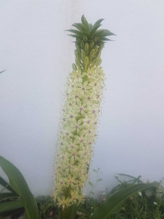 Planta Eucomis da flor ananás